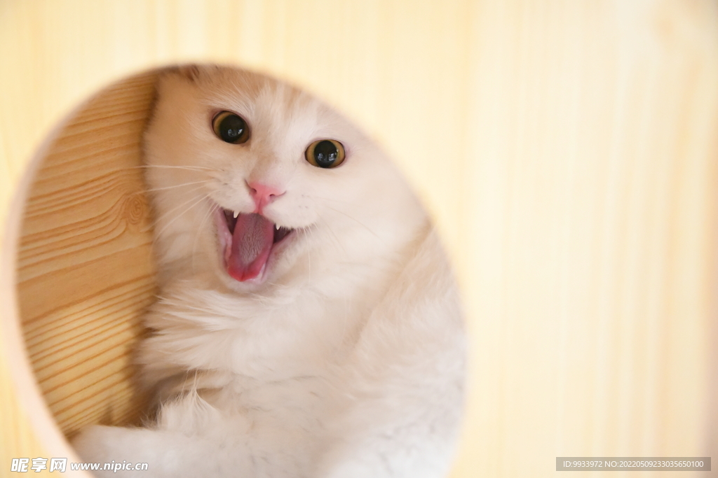 白猫的可爱表情