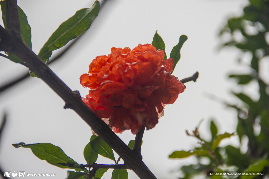 花枝