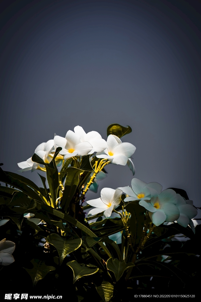鸡蛋花