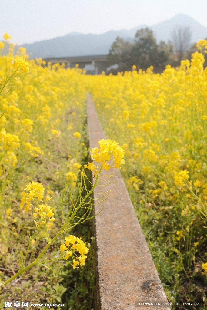 花卉