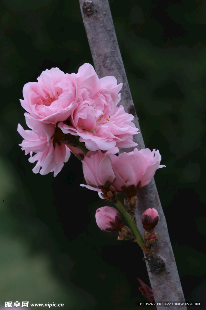 碧桃花 