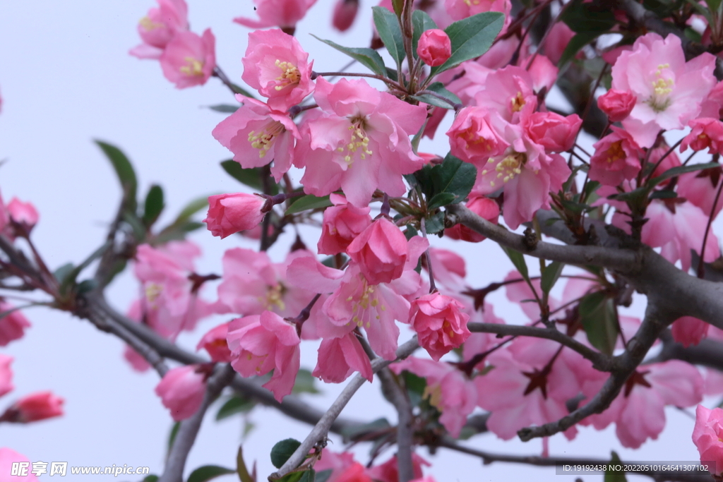 海棠花 