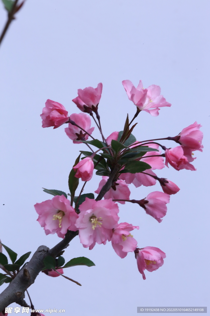 海棠花