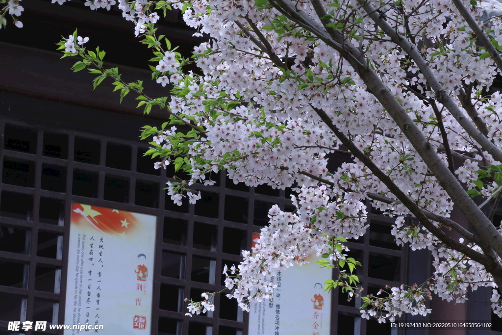 樱花 
