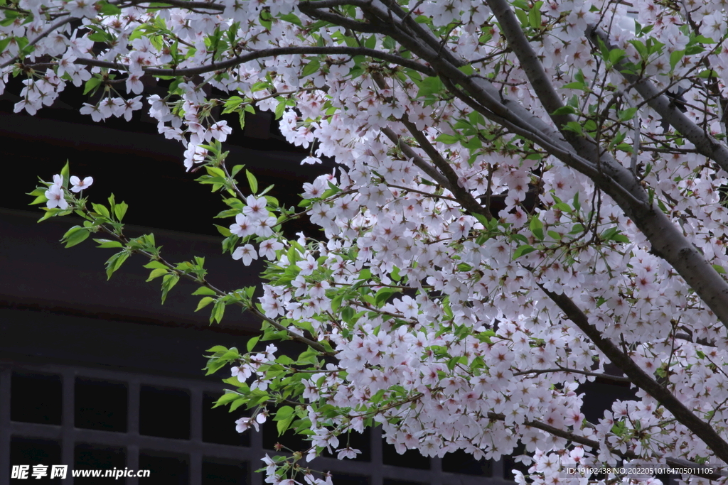 樱花