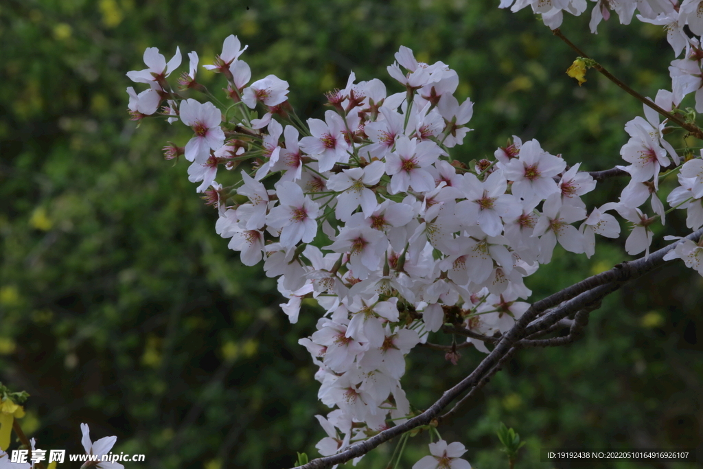 樱花 