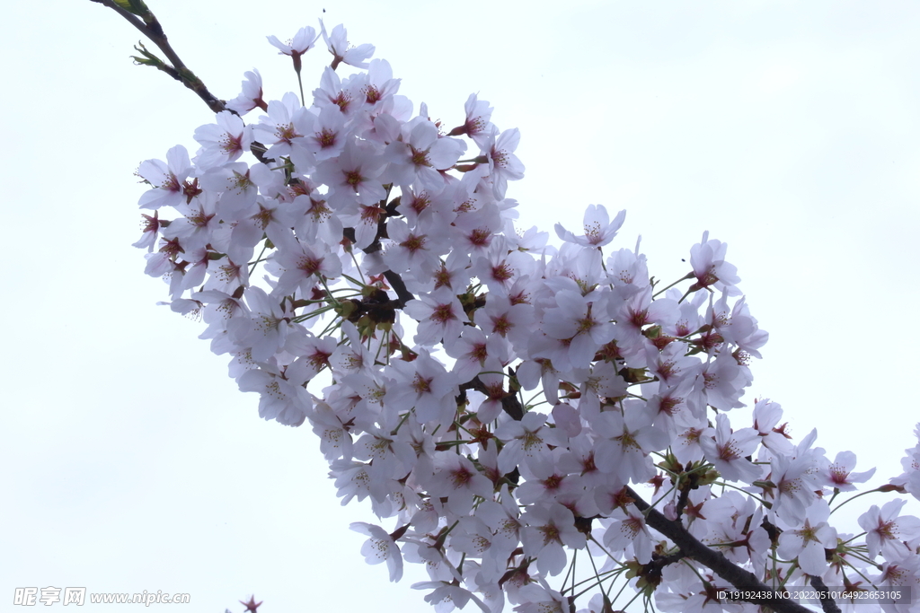 樱花