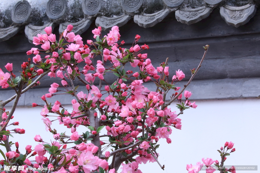 海棠花 