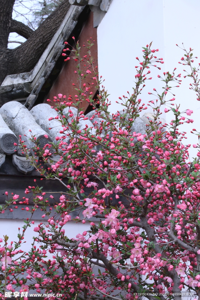 海棠花