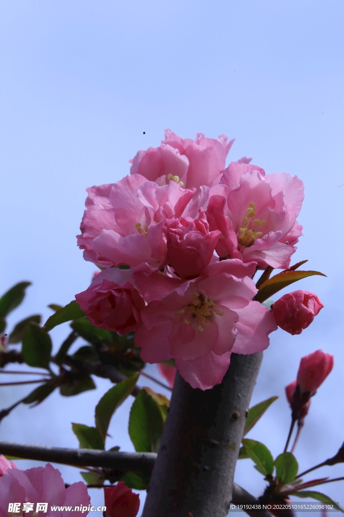 海棠花