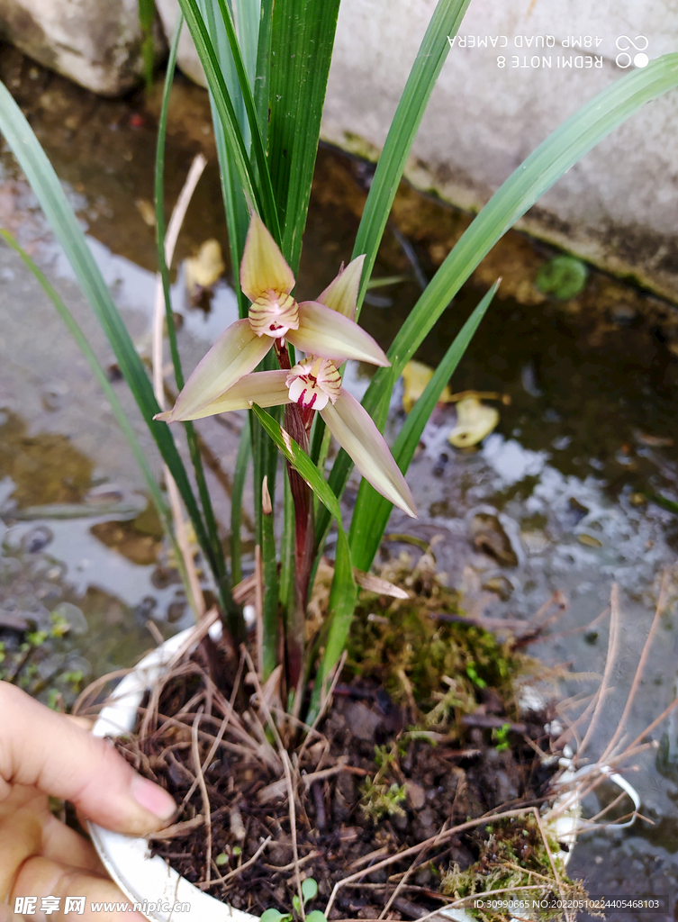 春剑红花