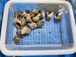 田螺肉
