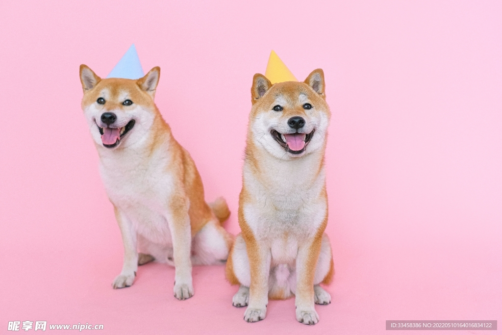 狗