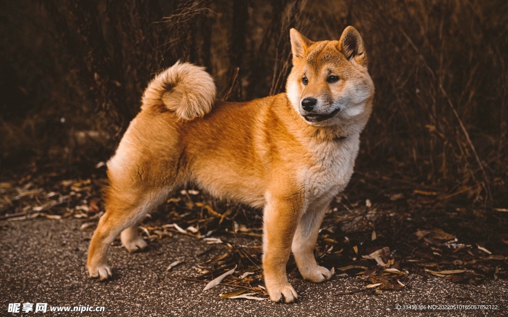 狗