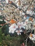 春季樱花背景