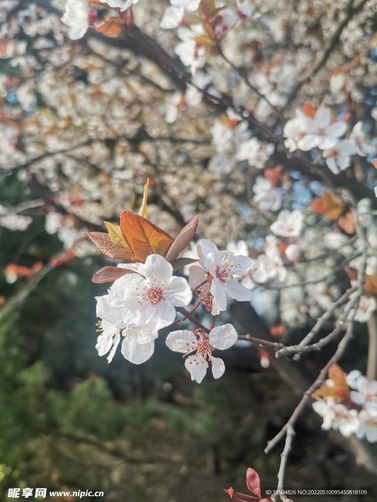 春季樱花背景