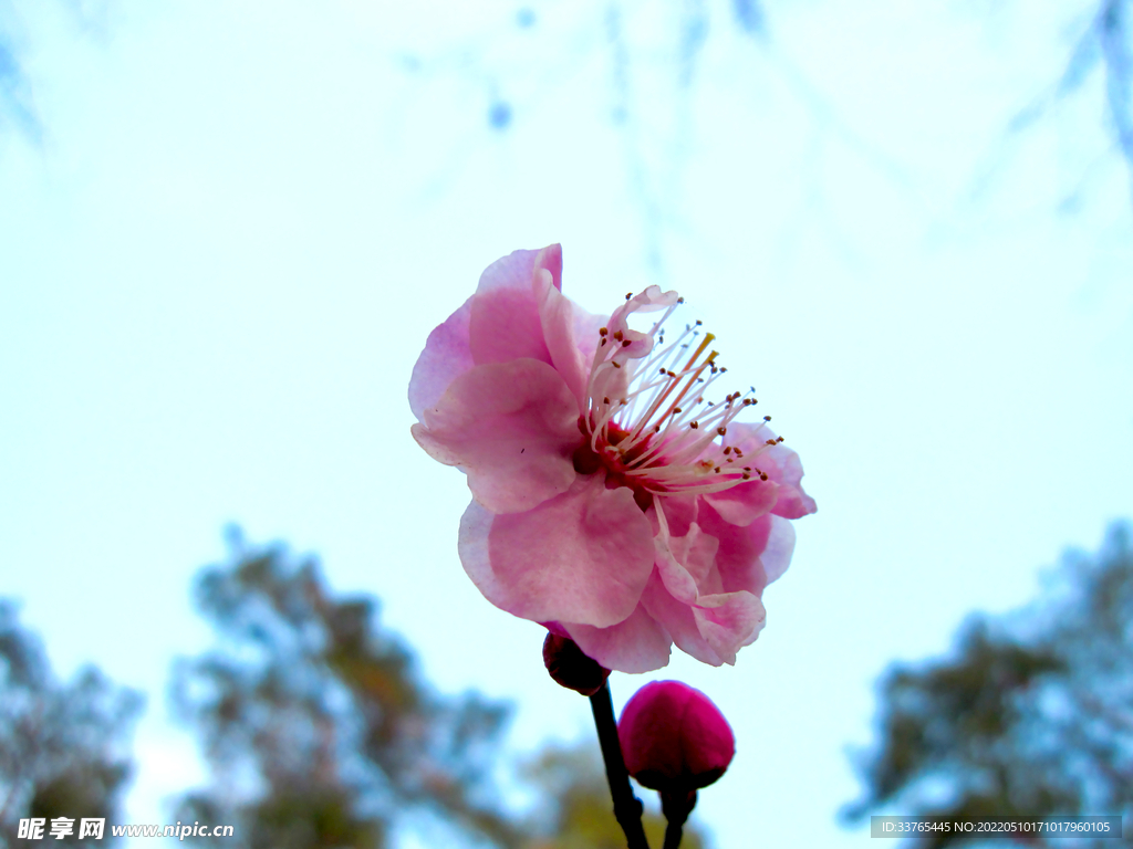 樱花盛开