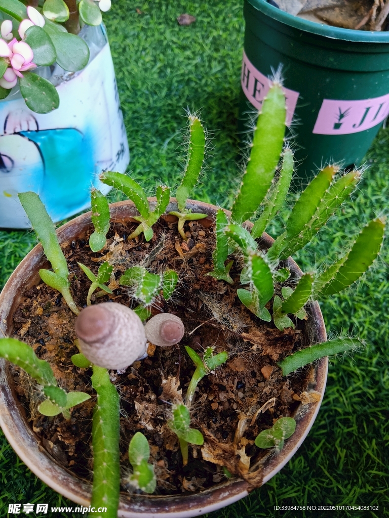 绿植