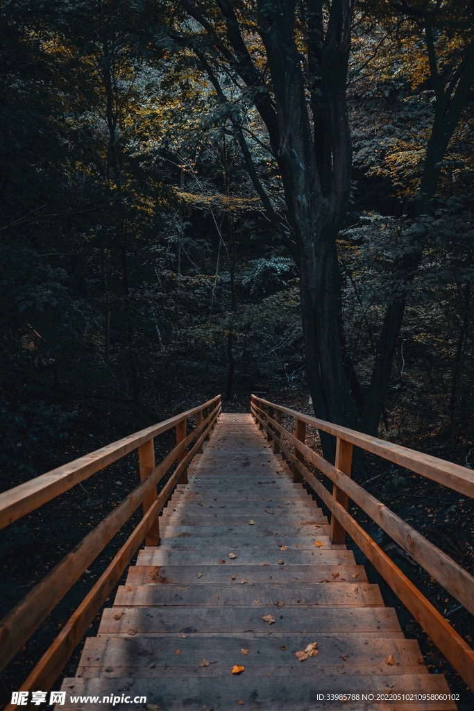 林间小道
