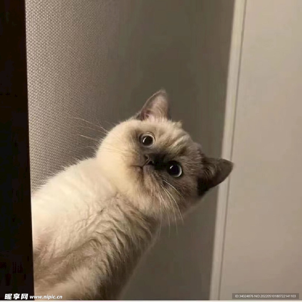 英短