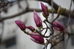 玉兰花蕾