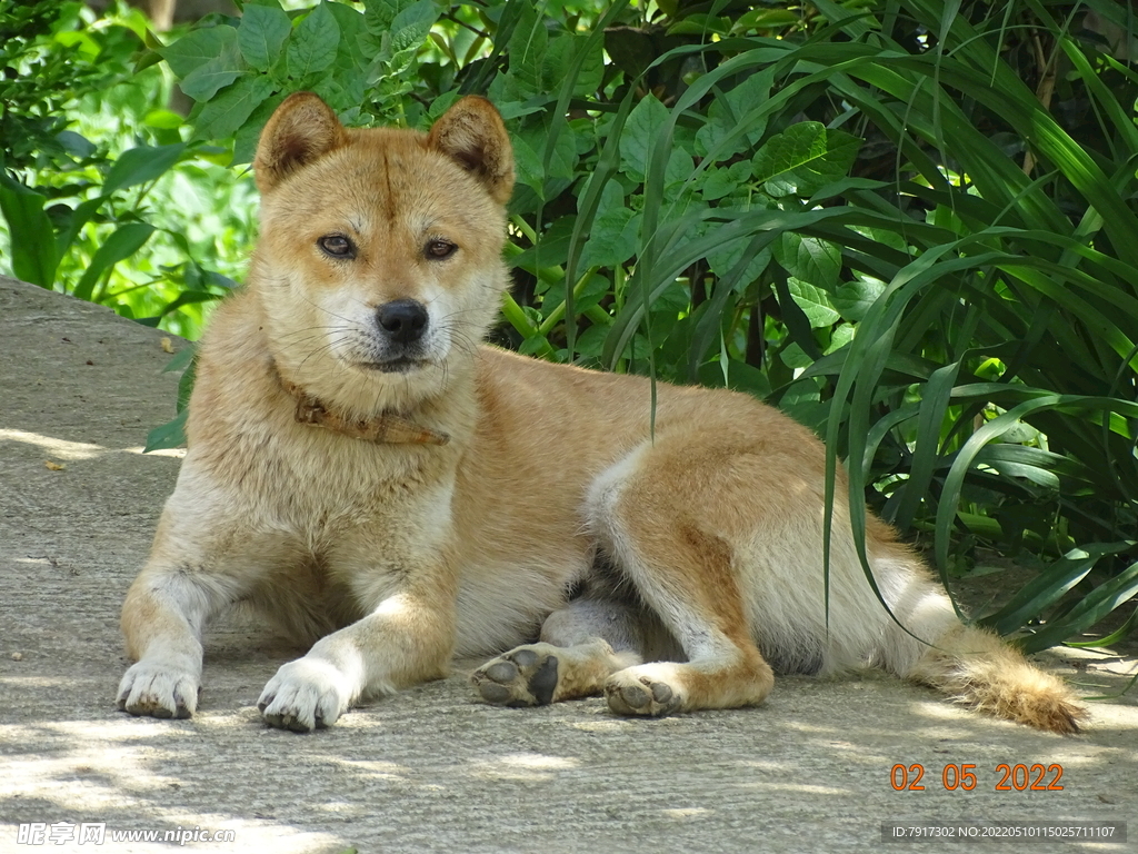 中华田园犬