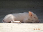田园里的猪
