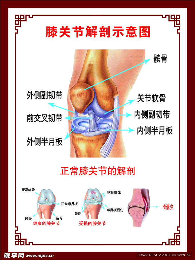 膝关节解刨示意图