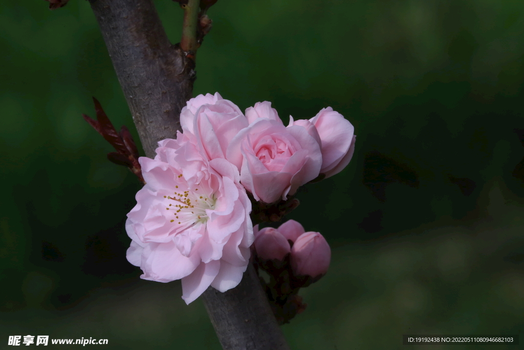 碧桃花
