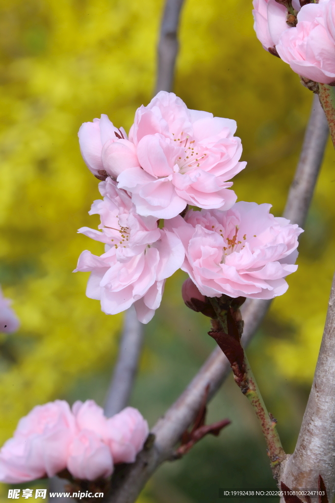 碧桃花 