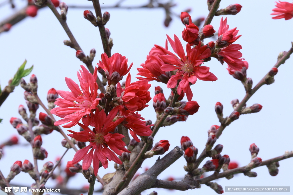 菊花桃 