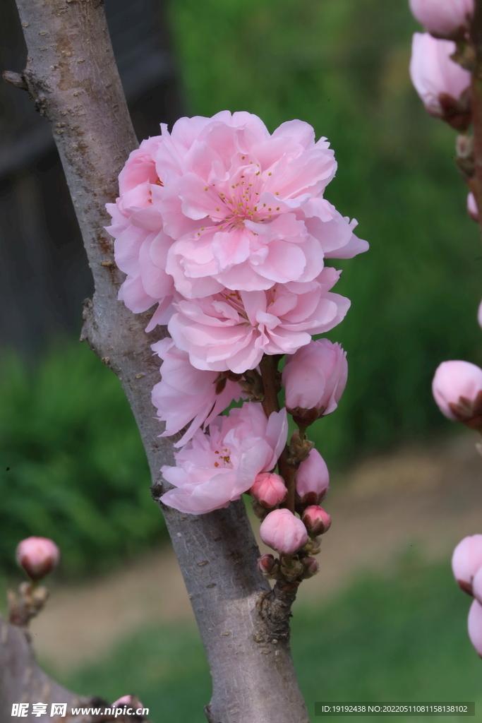碧桃花 