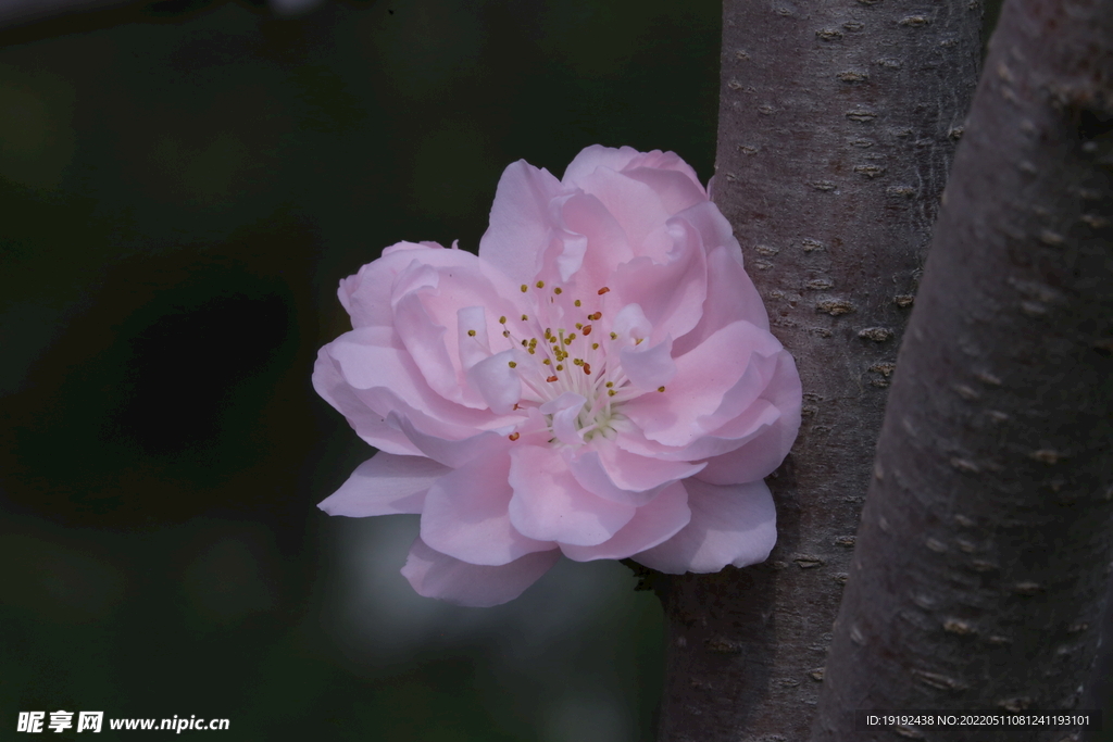 碧桃花 