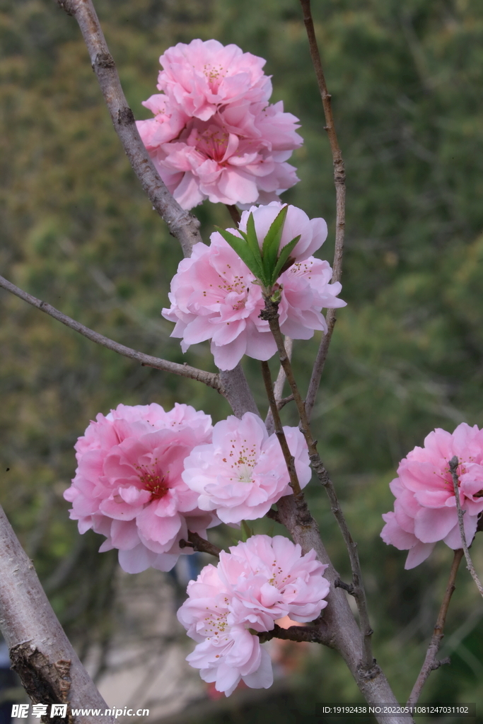 碧桃花 