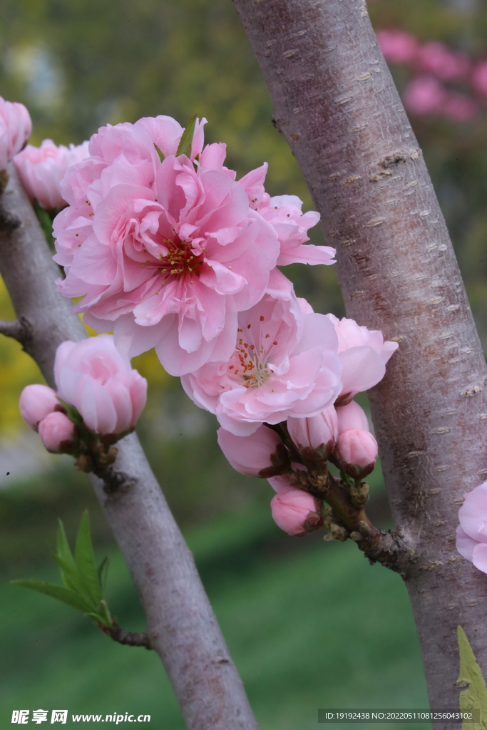 碧桃花 