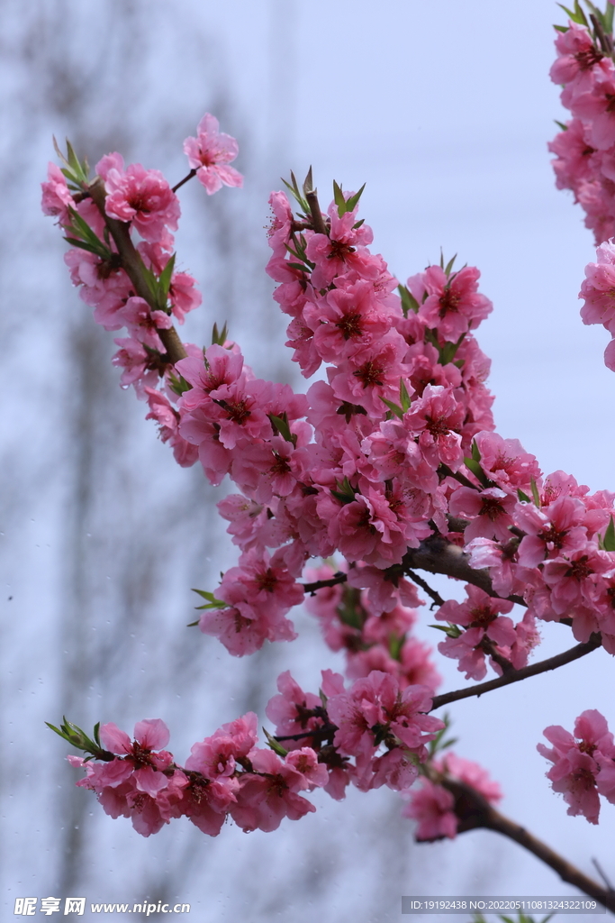 桃花 