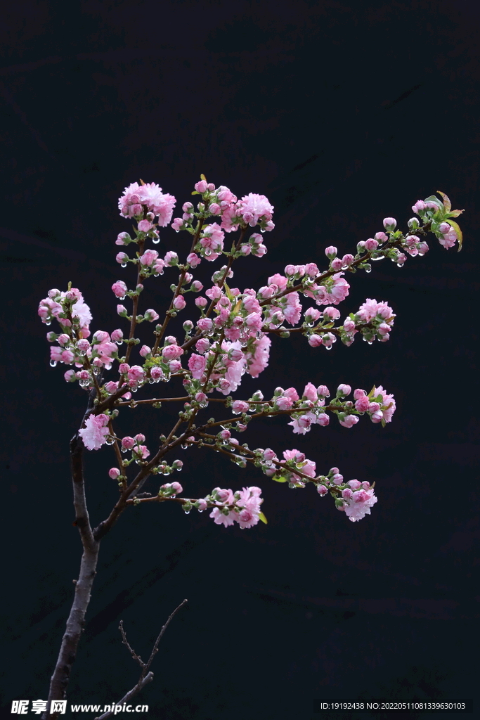 榆叶梅