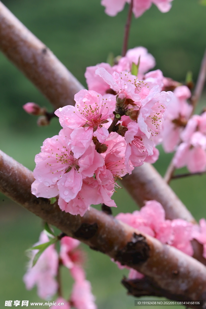桃花 