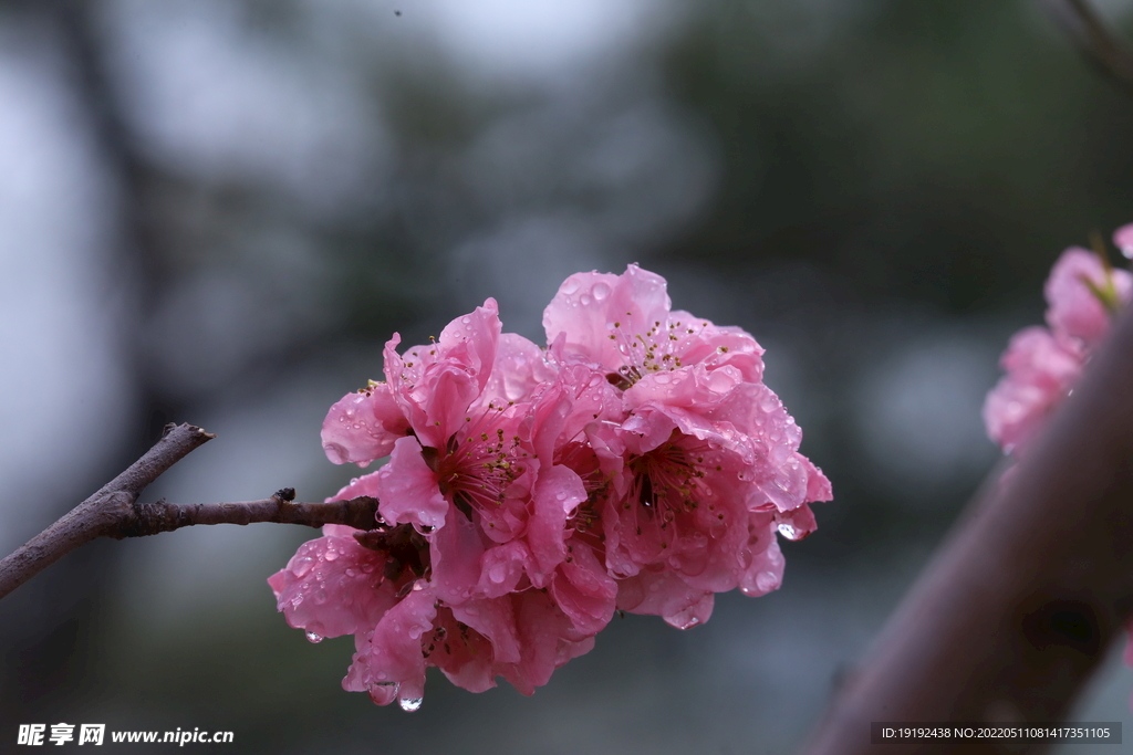 桃花 
