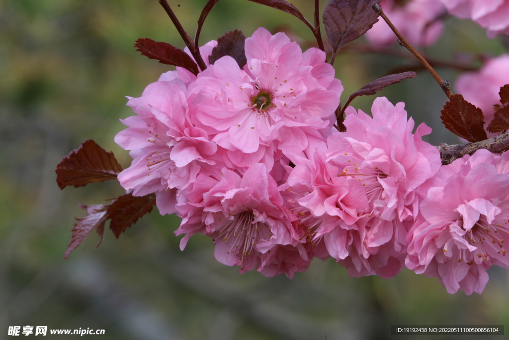 碧桃花