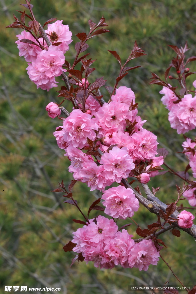 碧桃花