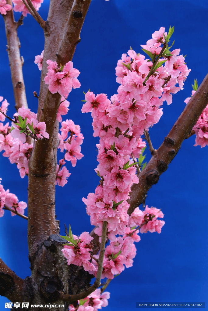 碧桃花