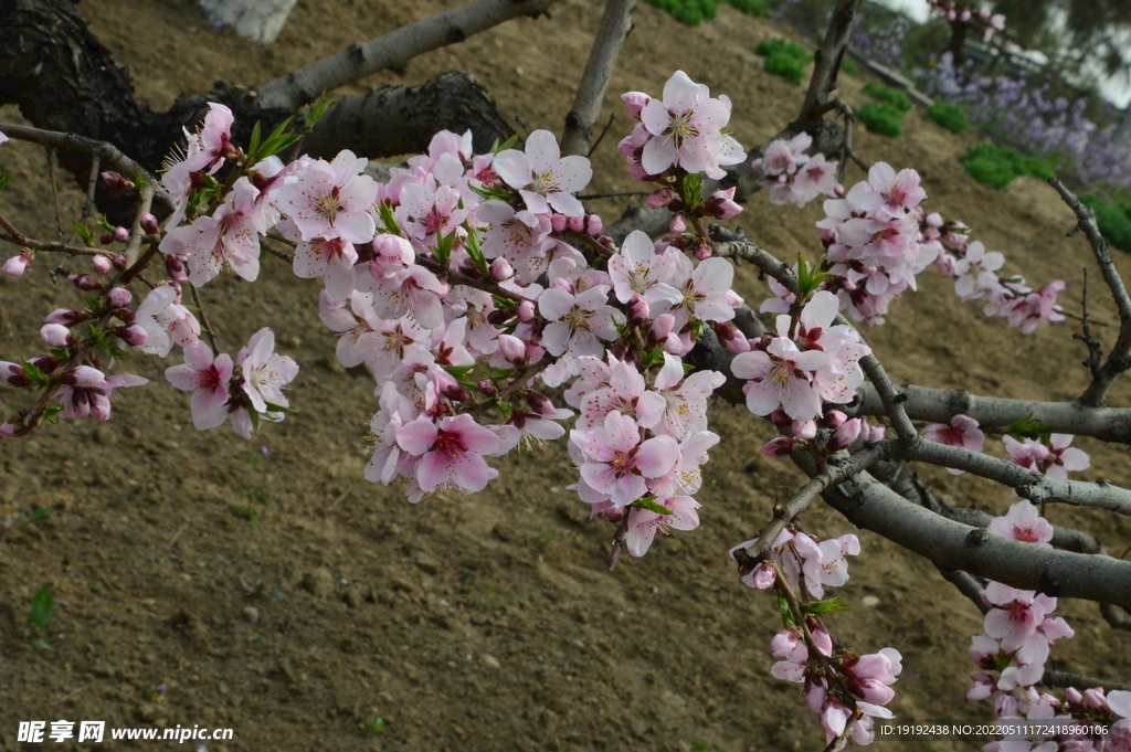 桃花