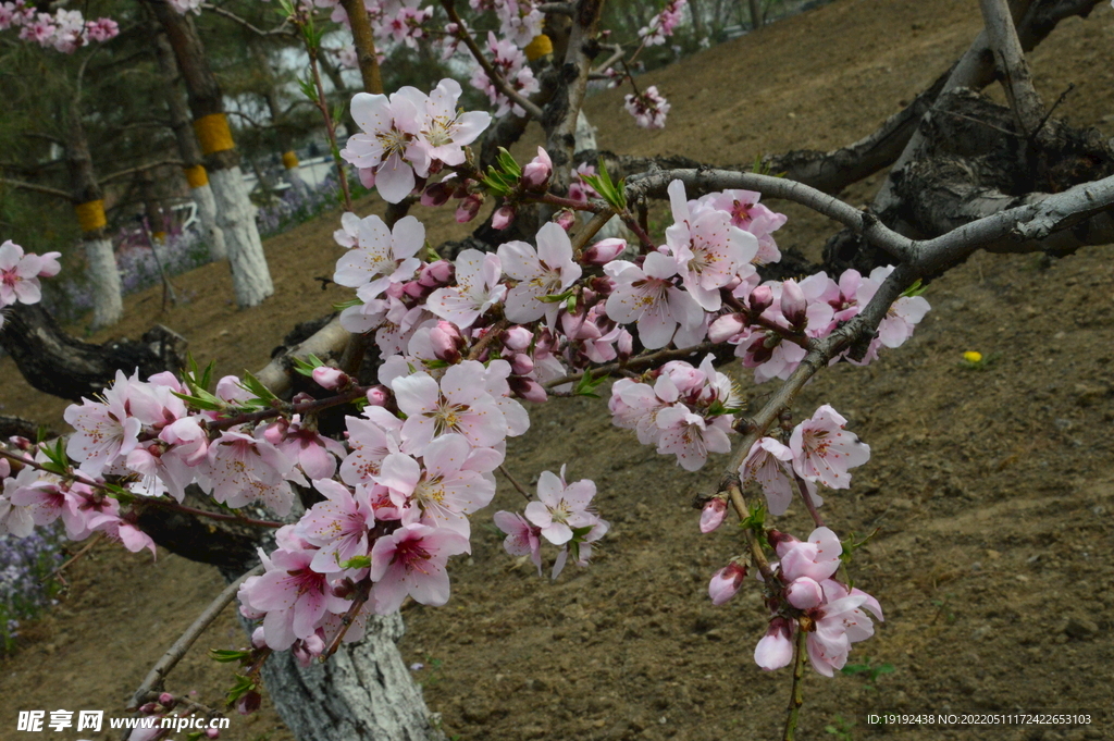 桃花 