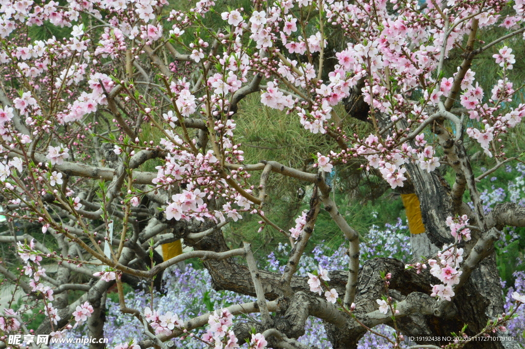 桃花 