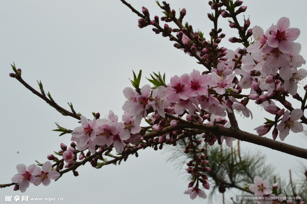 桃花