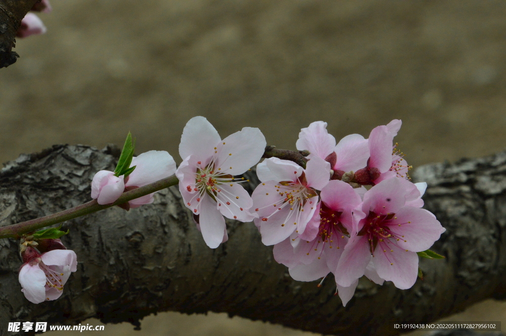 桃花