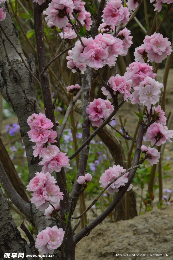 碧桃花 