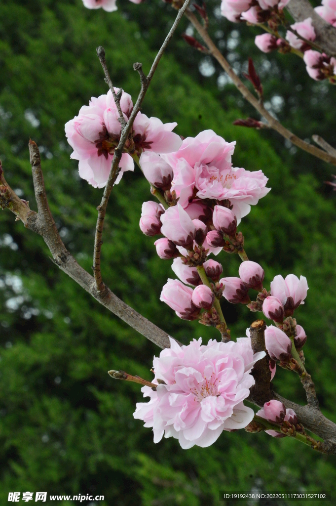 碧桃花