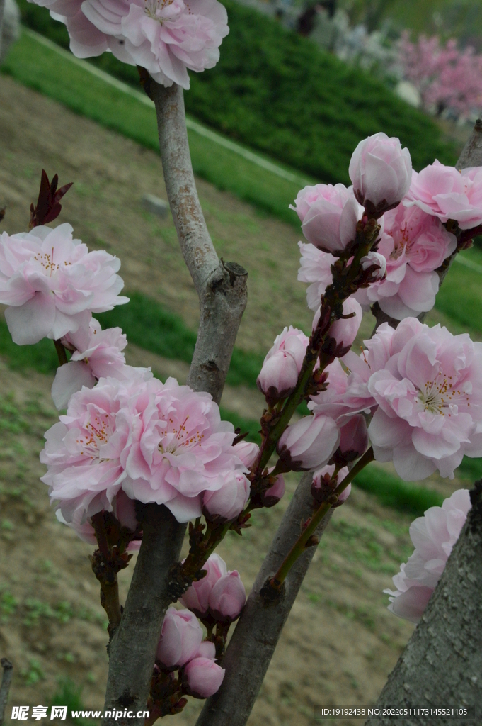碧桃花